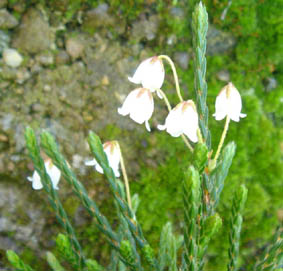 Cassiope 'Askival hyb Snowbird'
